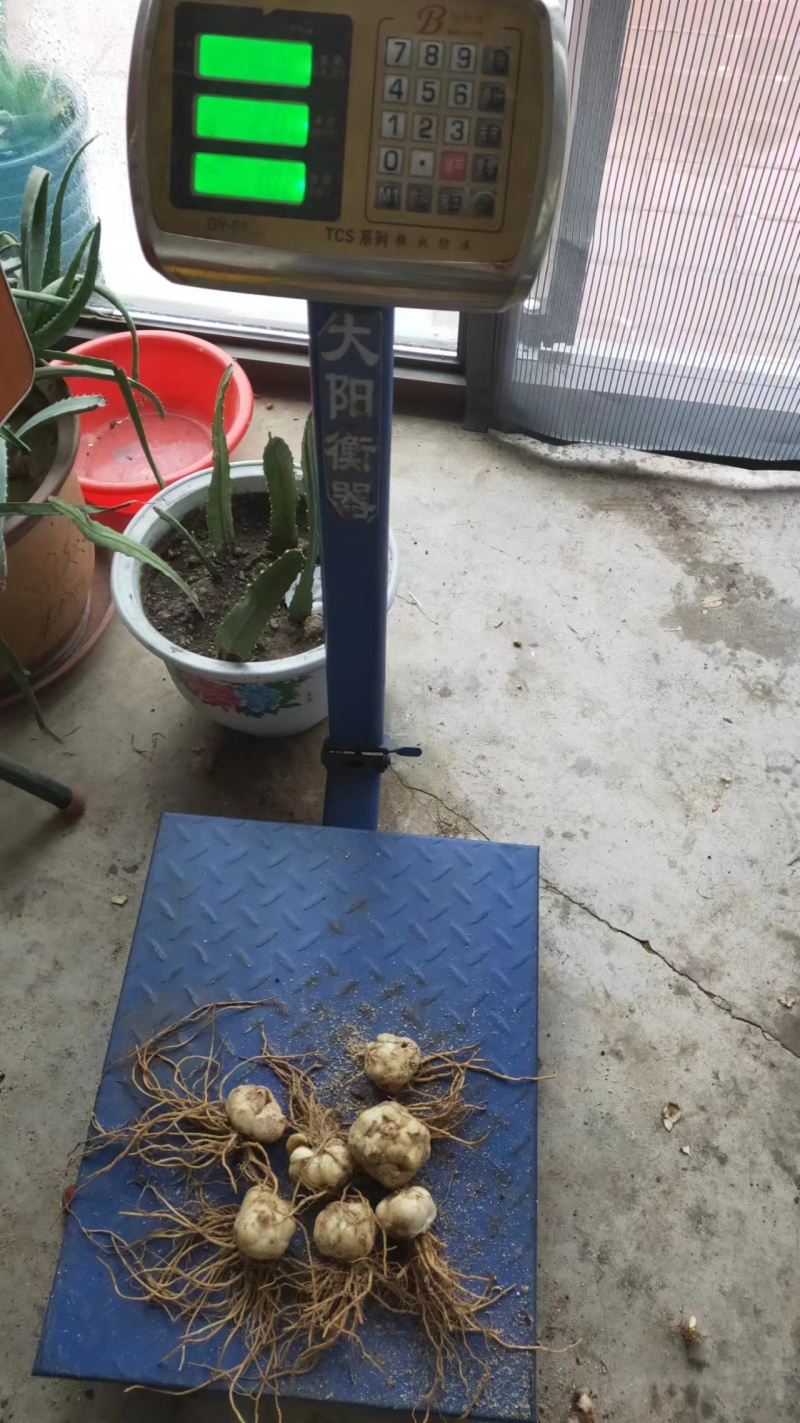 【推荐】辽宁朝阳百合种球种植基地一手货源价格稳定全国供货