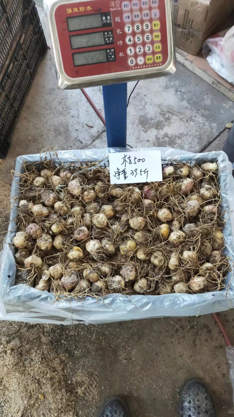 【推荐】辽宁朝阳百合种球种植基地一手货源价格稳定全国供货