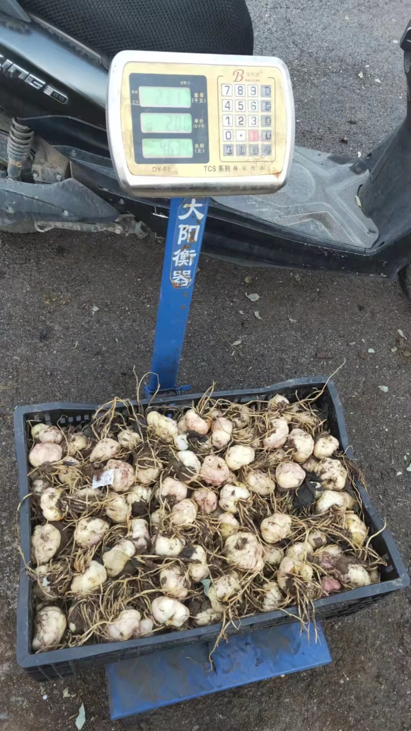 【推荐】辽宁朝阳百合种球种植基地一手货源价格稳定全国供货