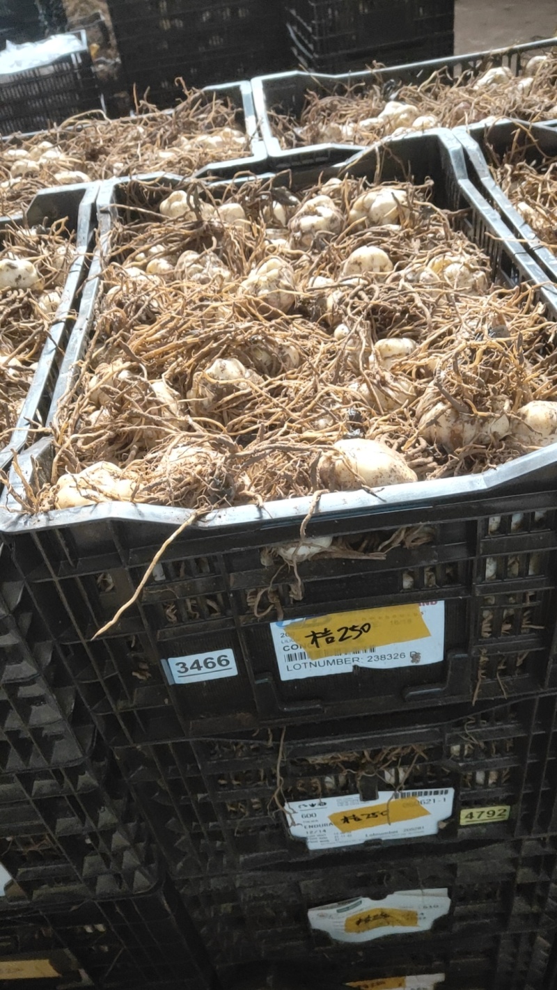 【推荐】辽宁朝阳百合种球种植基地一手货源价格稳定全国供货