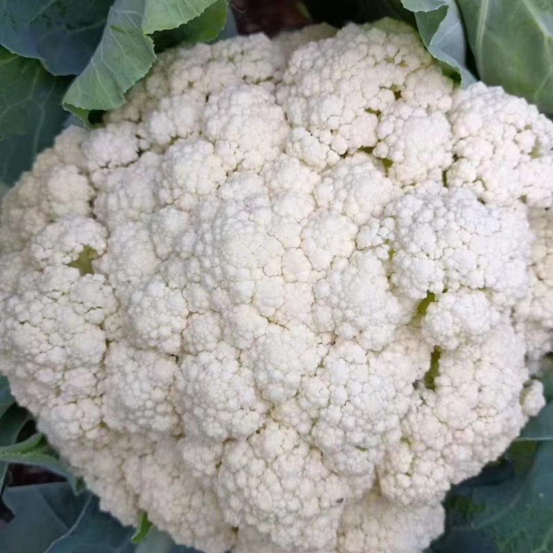 新鲜松花菜，品质保证，大量供应，欢迎广大客商进店咨询采购！