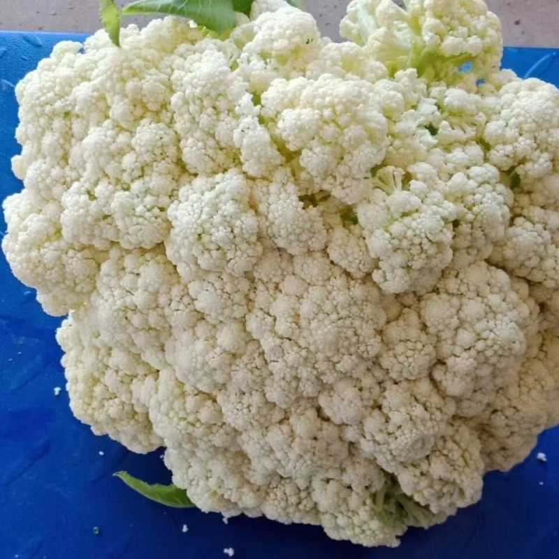 新鲜松花菜，品质保证，大量供应，欢迎广大客商进店咨询采购！