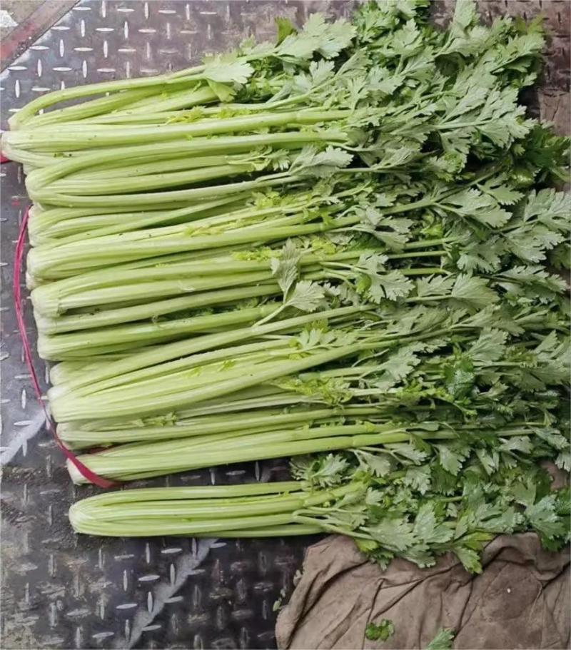 新鲜优质芹菜，现大量供应，货源稳定，欢迎咨询采购！