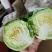 【优质】圆包菜，大量供应，一手货源，欢迎进店咨询采购！