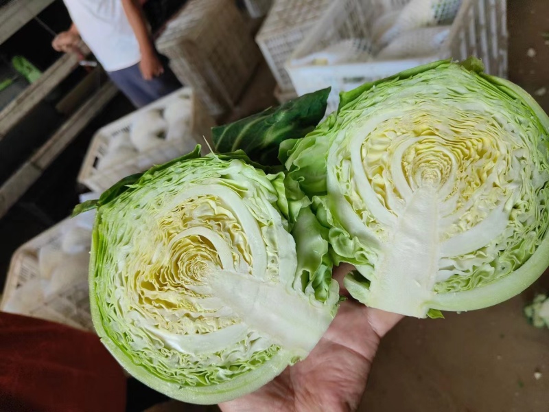 【优质】圆包菜，大量供应，一手货源，欢迎进店咨询采购！