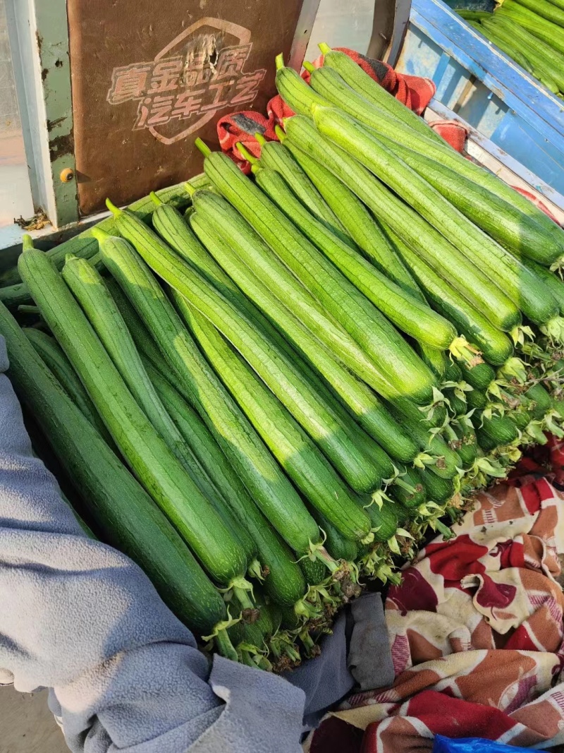 优质鲜花丝瓜，大量供应，品质保证，欢迎进店咨询采购！