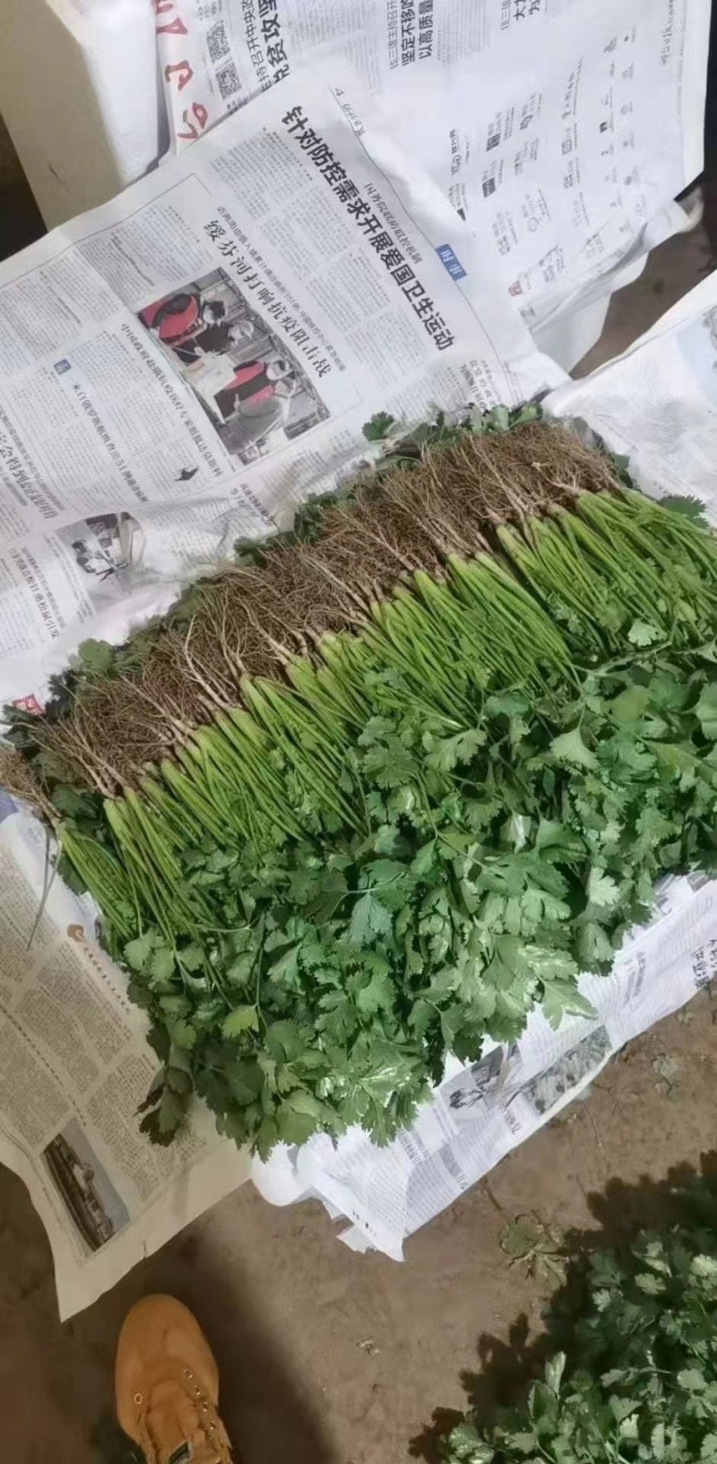 新鲜香菜，大叶香菜，大量供应，价格实惠，欢迎进店咨询采购！