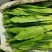 新鲜油麦菜，大量供应，物美价廉，欢迎进店咨询采购！