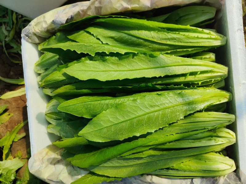 新鲜油麦菜，大量供应，物美价廉，欢迎进店咨询采购！