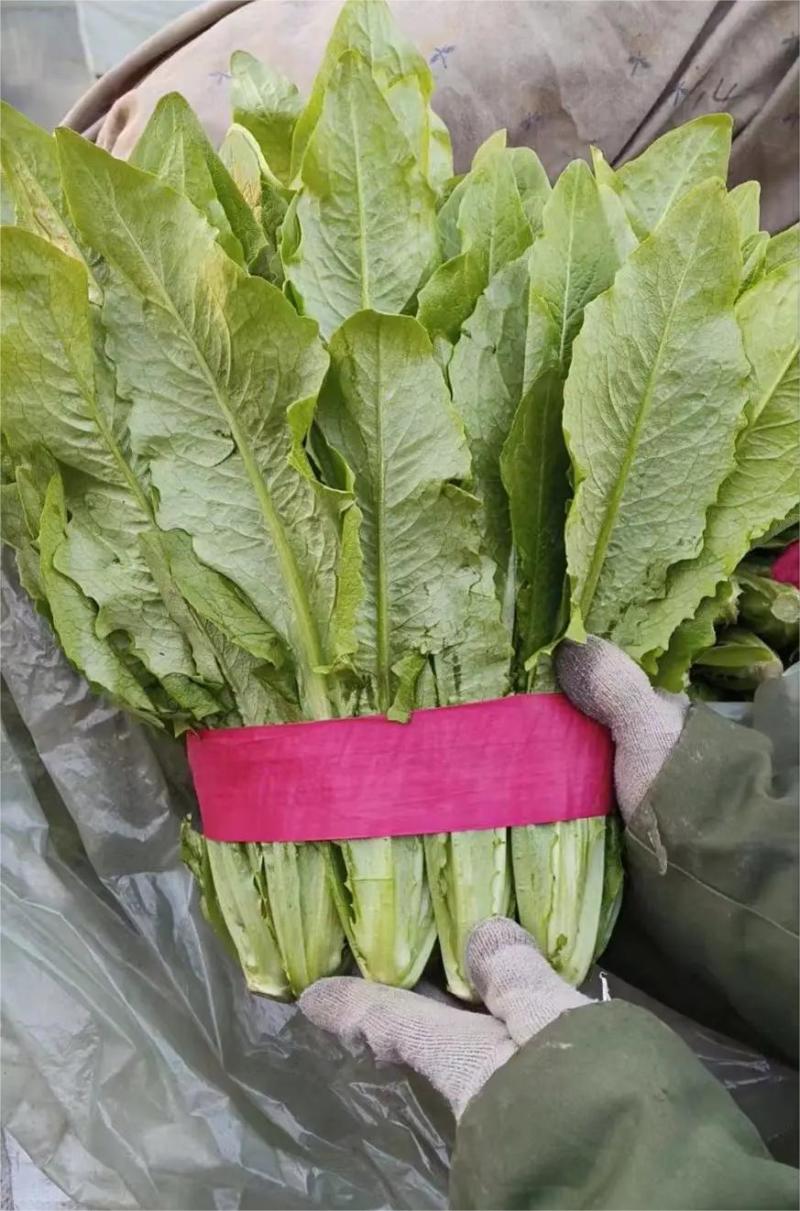 新鲜油麦菜，大量供应，物美价廉，欢迎进店咨询采购！