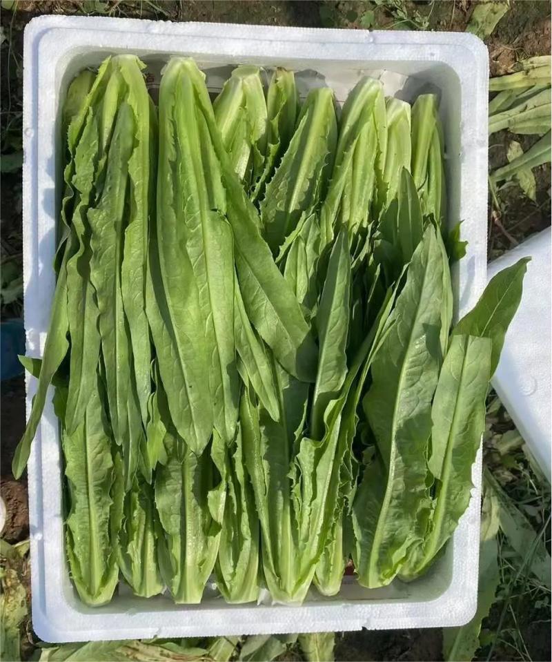 新鲜油麦菜，大量供应，物美价廉，欢迎进店咨询采购！