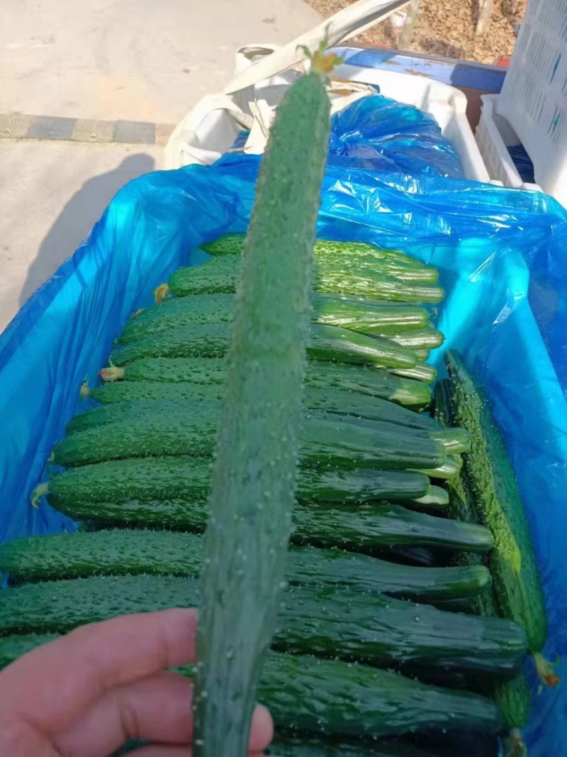新鲜密刺黄瓜，大量供应，价格实惠，欢迎进店咨询采购！