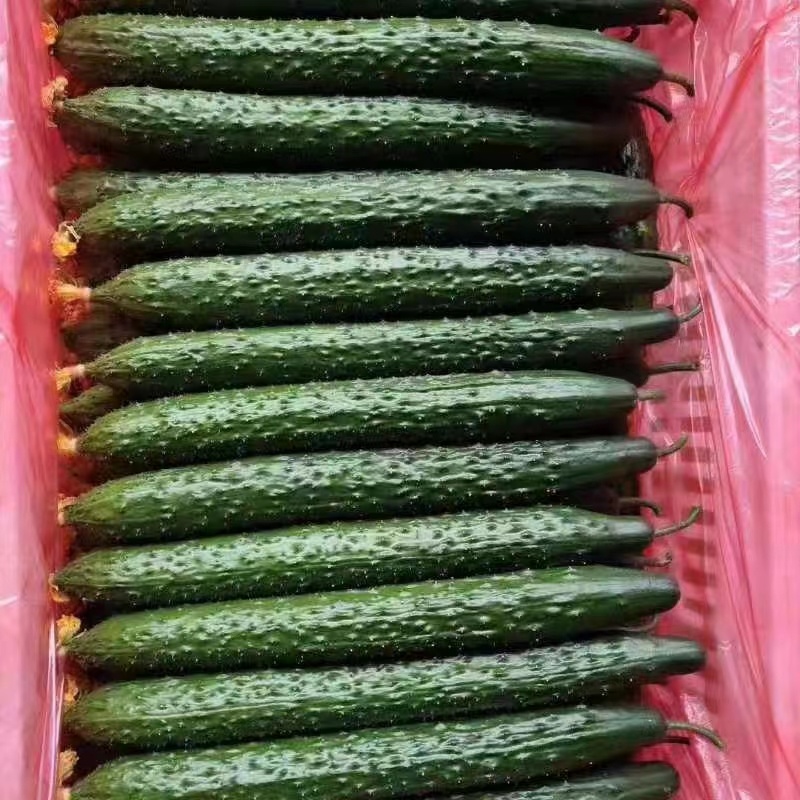 新鲜密刺黄瓜，大量供应，价格实惠，欢迎进店咨询采购！