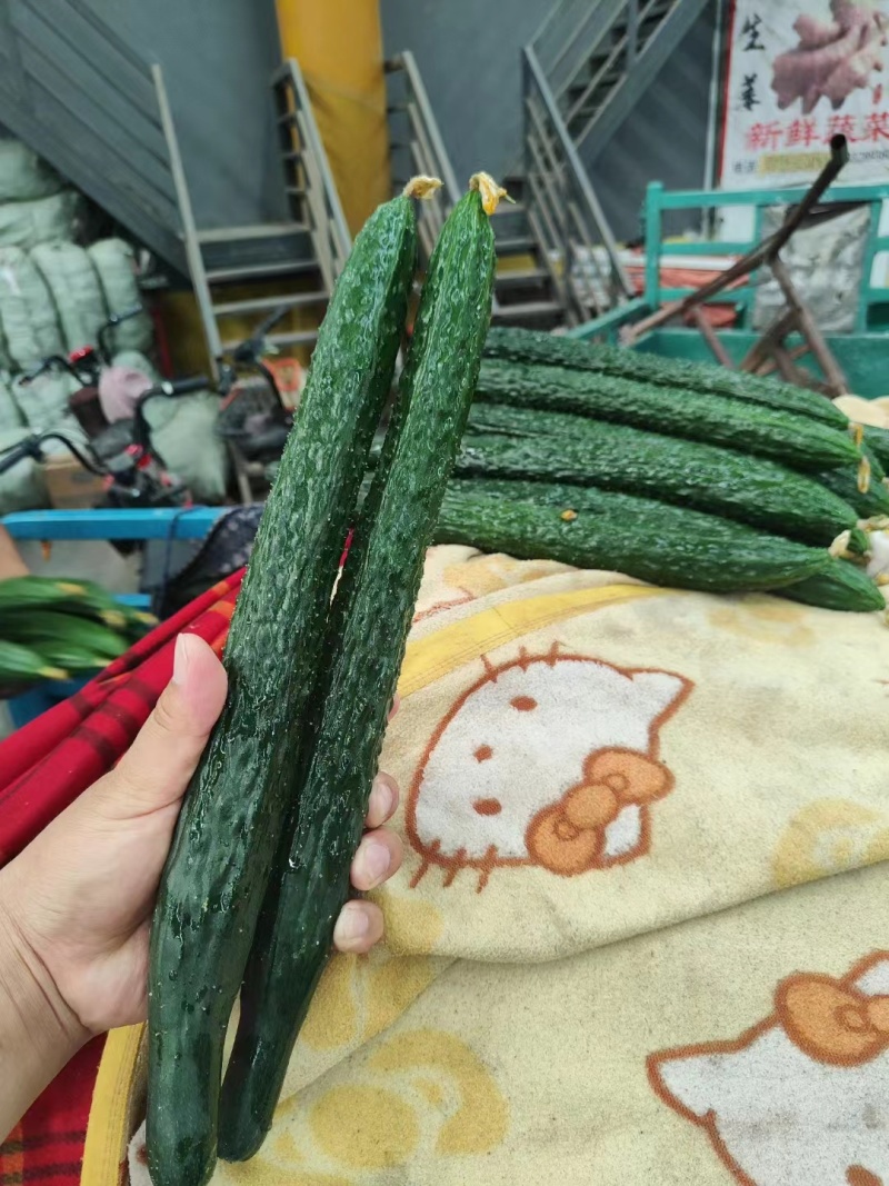 新鲜密刺黄瓜，大量供应，价格实惠，欢迎进店咨询采购！