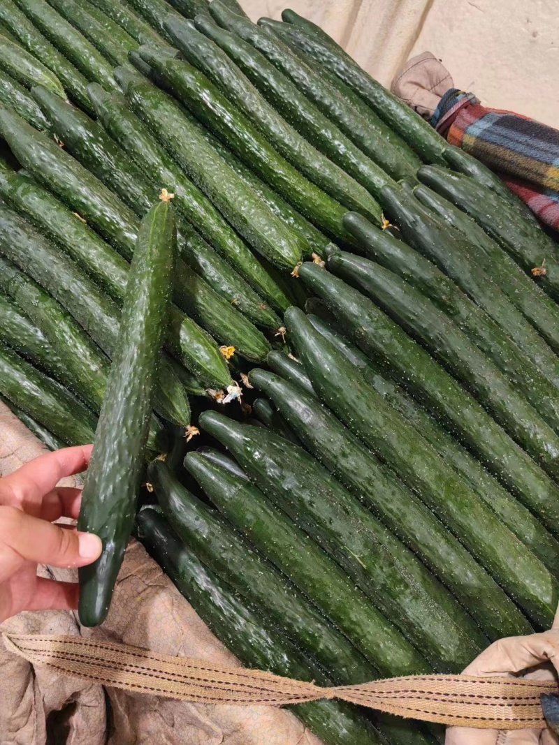 新鲜密刺黄瓜，大量供应，价格实惠，欢迎进店咨询采购！