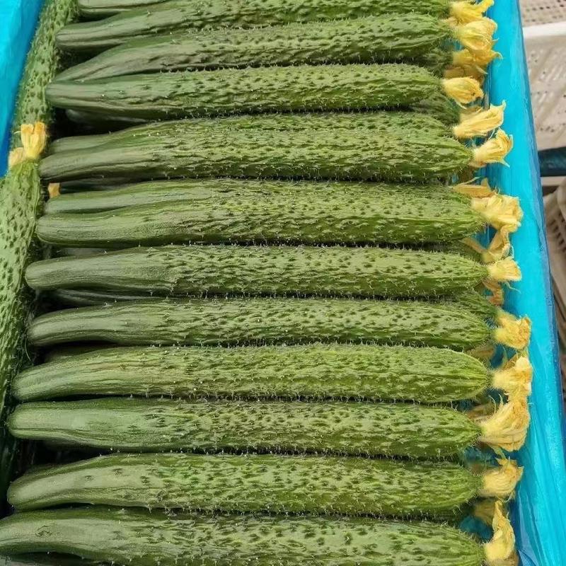 新鲜密刺黄瓜，大量供应，价格实惠，欢迎进店咨询采购！