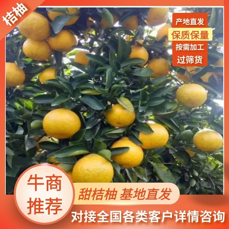 精品桔柚大量上市品质保证量大从优对接电商欢迎联系