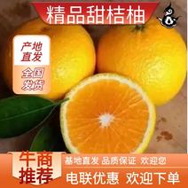 浙江精品甜橘柚桔柚产地直发品质保证量大从优