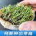 【推荐】蒲公英种苗2022年新产种植基地一手货源直发价格