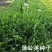 【推荐】蒲公英种苗2022年新产种植基地一手货源直发价格