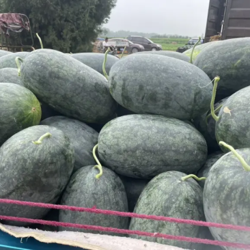 【黑美人西瓜】海南产地直发质量上乘量大优惠欢迎订购