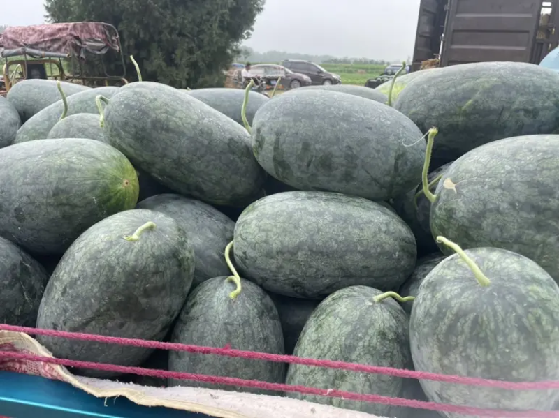 【黑美人西瓜】海南产地直发质量上乘量大优惠欢迎订购
