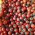 广西贝贝圣女果产地直发,一手货源,品质正宗,现摘现发