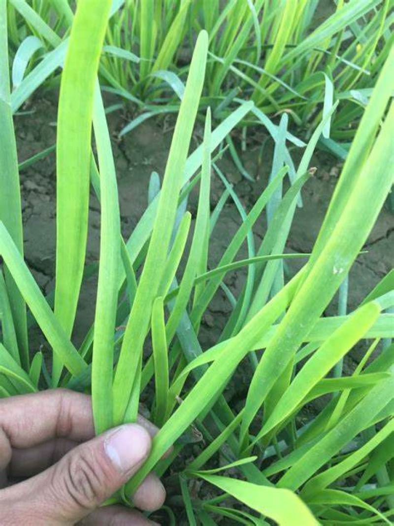 韭菜河北大叶韭菜大量上市对接商超批发商价格优欢迎咨询