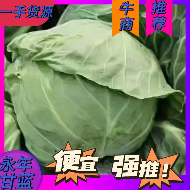 【优质】圆包菜，大量供应，一手货源，欢迎进店咨询采购！
