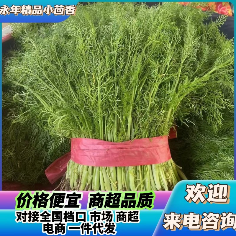 优质茴香，大量供应，价格实惠，欢迎进店咨询采购！