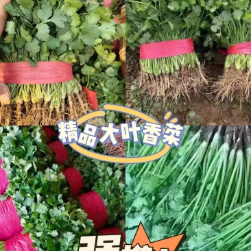 新鲜香菜，大叶香菜，大量供应，价格实惠，欢迎进店咨询采购！