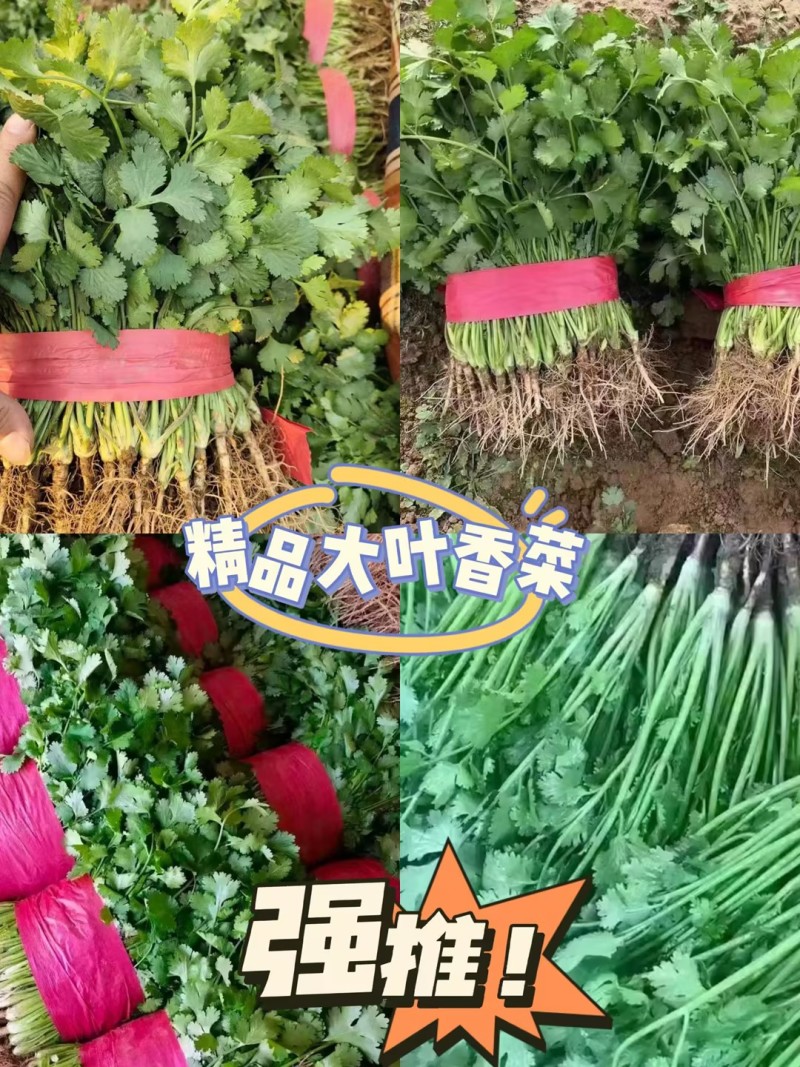 新鲜香菜，大叶香菜，大量供应，价格实惠，欢迎进店咨询采购！