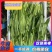 新鲜油麦菜，大量供应，物美价廉，欢迎进店咨询采购！