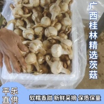 平乐精品慈菇，产地直发，大型供应链，量大，质量保证