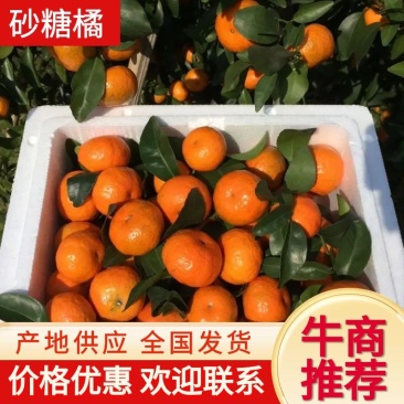 【实力】广西沙糖桔砂糖橘供应各大市场，电商供应口感果型饱满