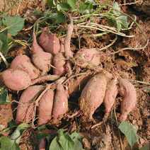 红薯陕西纯干面条型红薯一手货源产地直发欢迎电联