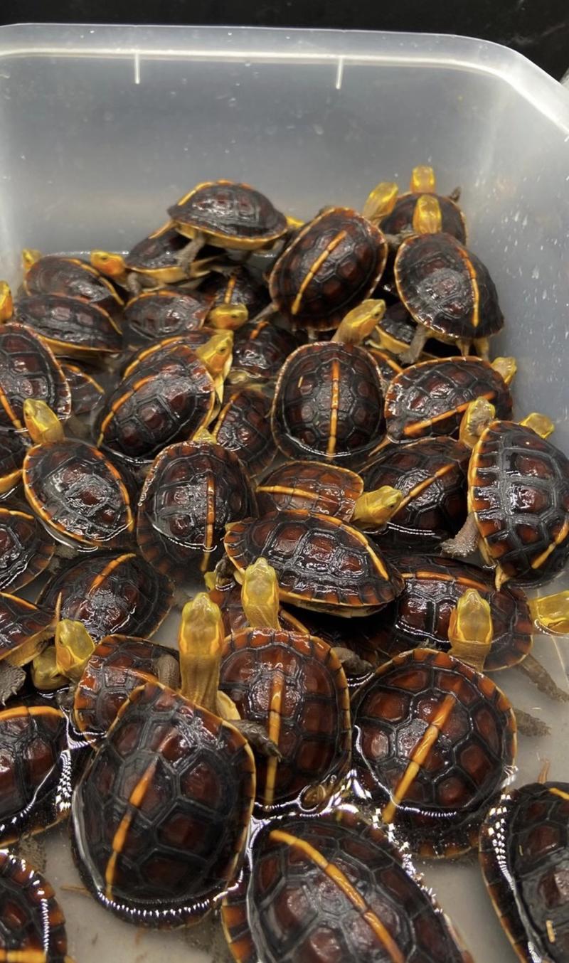 人工繁殖养殖小乌龟货源充足价格优惠成活率高欢迎下单
