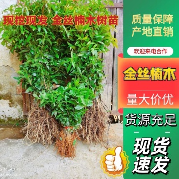 正宗金丝楠木苗，楠木苗，楠木小苗，100棵起拍，包邮。