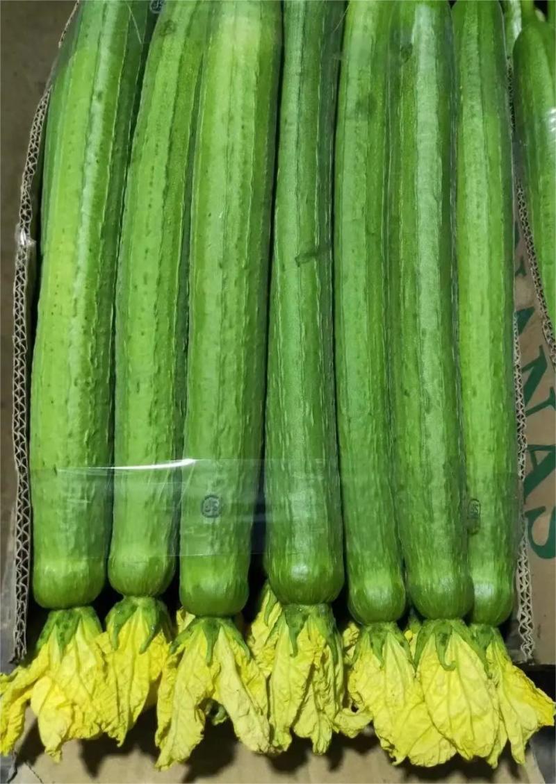 优质鲜花丝瓜，大量供应，品质保证，欢迎进店咨询采购！