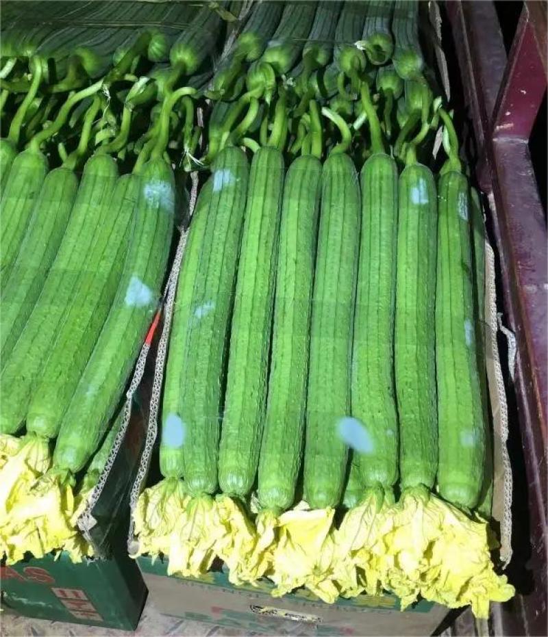 优质鲜花丝瓜，大量供应，品质保证，欢迎进店咨询采购！