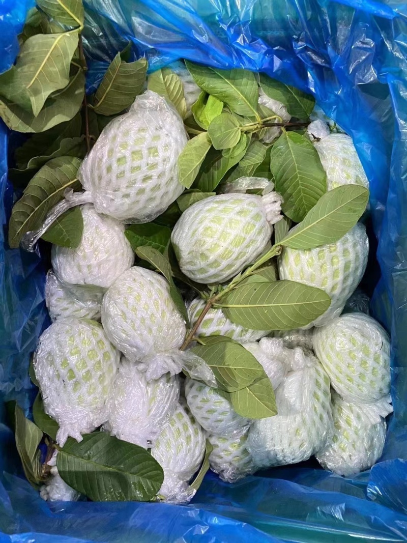 广东茂名珍珠番石榴大量上货中支持电商品质保障坏果包赔