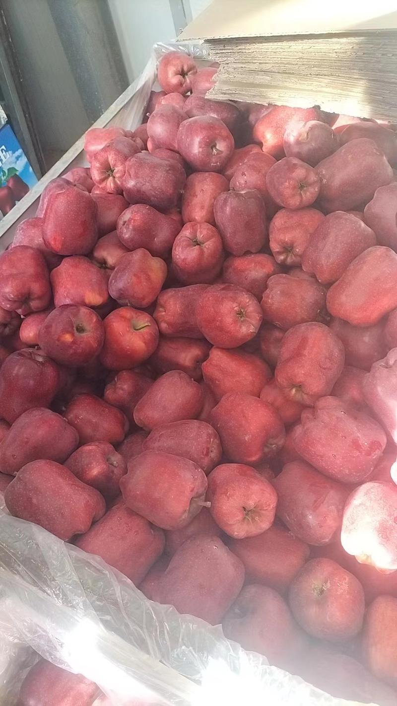 【推荐】甘肃天水花牛苹果种植产地一手货源价格稳定常年供货