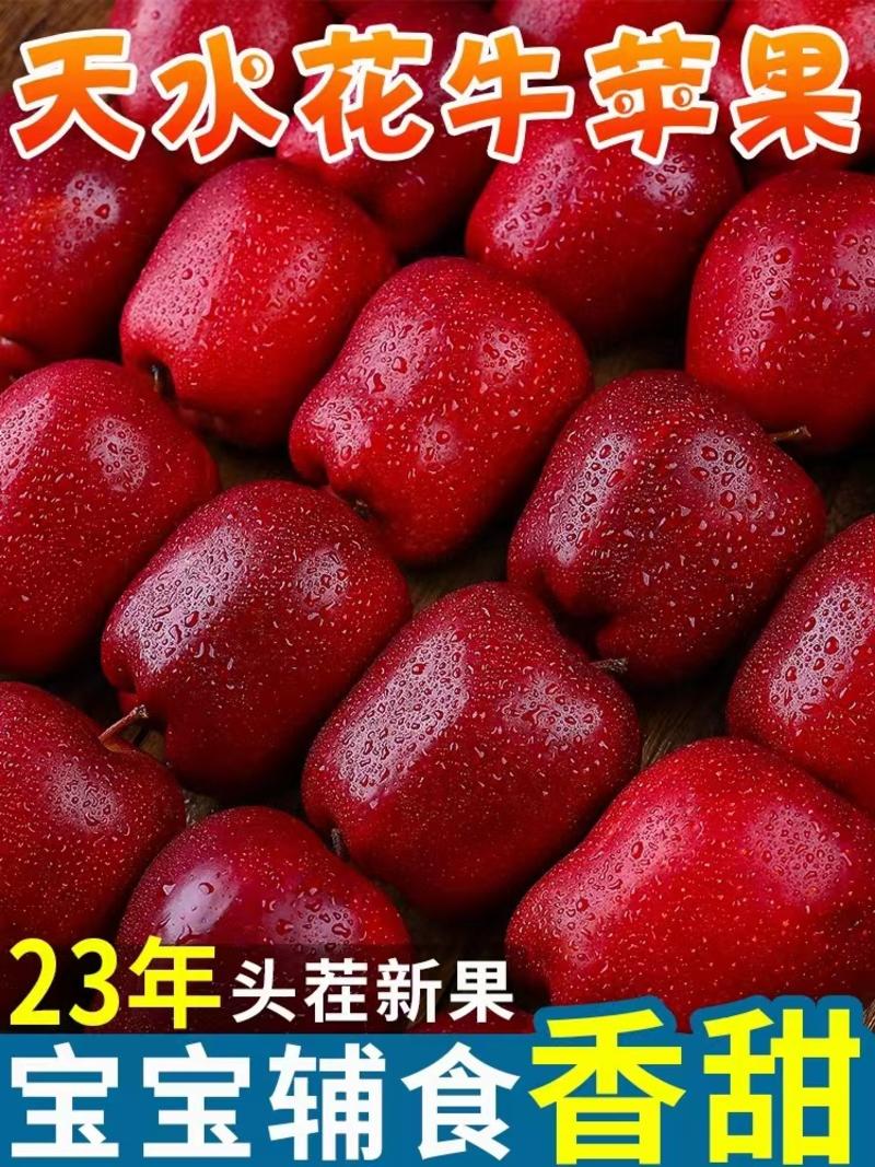 【推荐】甘肃天水花牛苹果种植产地一手货源价格稳定常年供货