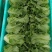 【优质】生菜意大利生菜，大量供应，一手货源，欢迎咨询采购！
