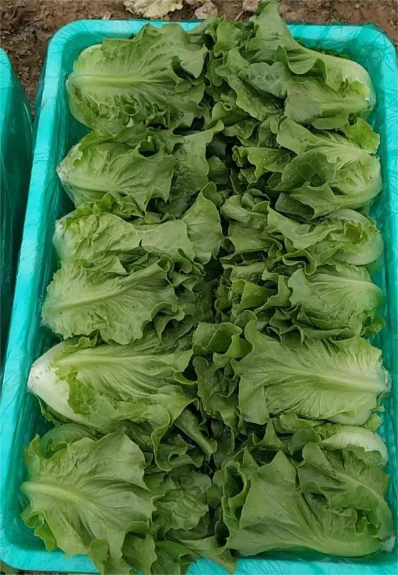 【优质】生菜意大利生菜，大量供应，一手货源，欢迎咨询采购！