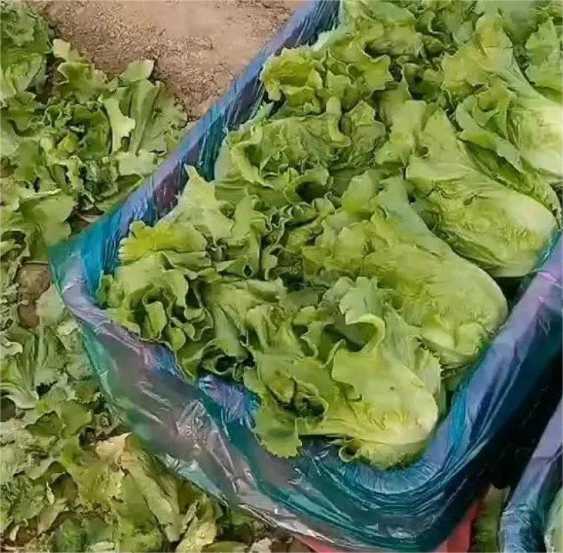 【优质】生菜意大利生菜，大量供应，一手货源，欢迎咨询采购！