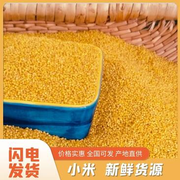 陕北精品小米香糯粘稠粒粒新米营养丰富产地直发品质保证