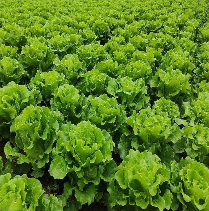 大叶生菜，大量供应，一手货源，欢迎广大客商进店咨询采购！