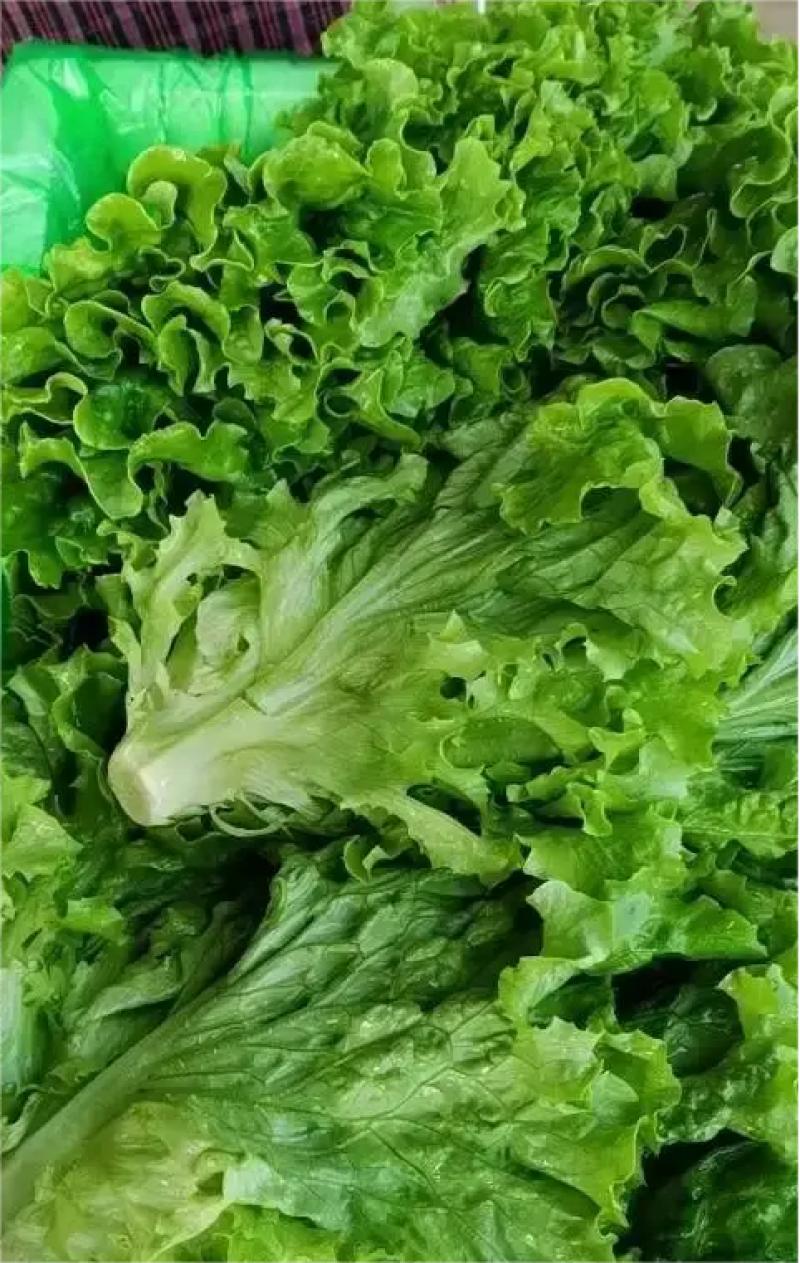 大叶生菜，大量供应，一手货源，欢迎广大客商进店咨询采购！