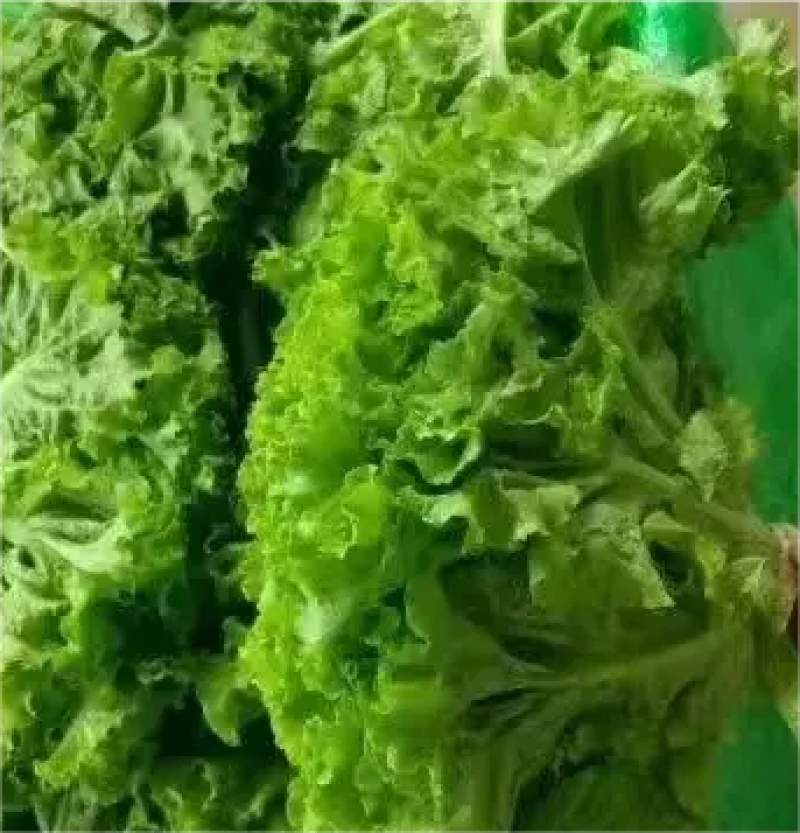 大叶生菜，大量供应，一手货源，欢迎广大客商进店咨询采购！